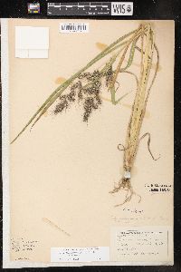 Echinochloa muricata var. muricata image