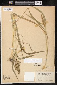 Echinochloa muricata var. muricata image