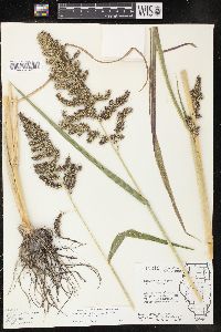 Echinochloa muricata var. muricata image