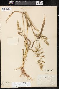 Echinochloa muricata var. muricata image