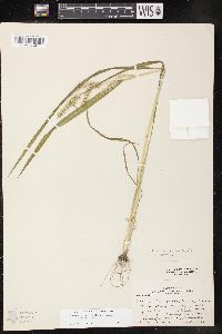 Echinochloa muricata var. muricata image