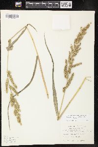 Echinochloa muricata var. muricata image