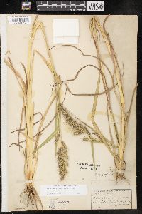 Echinochloa muricata var. muricata image