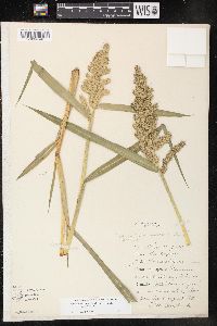 Echinochloa muricata var. muricata image