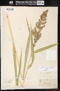 Echinochloa muricata var. muricata image