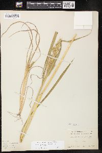 Echinochloa muricata var. muricata image