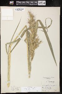 Echinochloa muricata var. muricata image