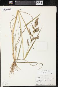 Echinochloa muricata var. muricata image