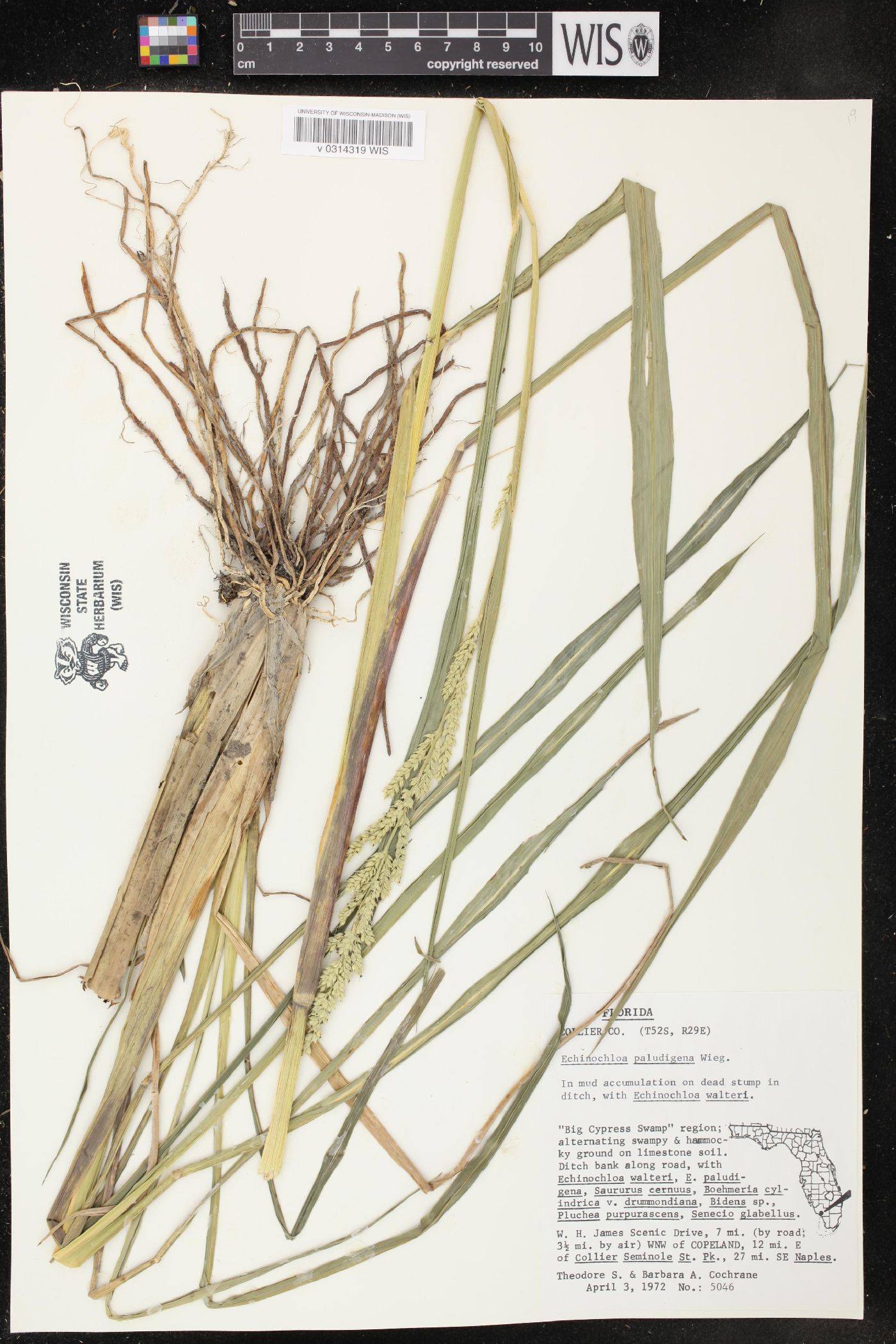 Echinochloa paludigena image