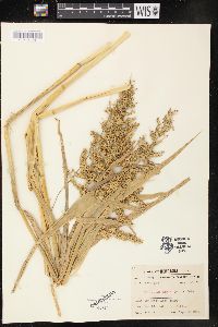 Echinochloa muricata var. muricata image