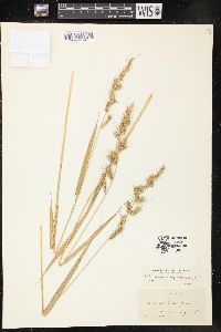 Echinochloa muricata var. muricata image