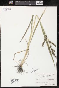 Echinochloa muricata var. microstachya image