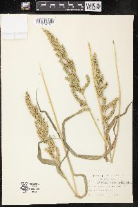 Echinochloa muricata var. muricata image