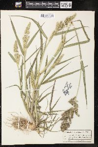 Echinochloa muricata var. muricata image