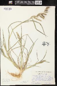 Echinochloa muricata var. muricata image