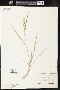 Echinochloa walteri image