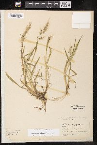 Echinochloa walteri image