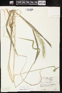 Echinochloa walteri image