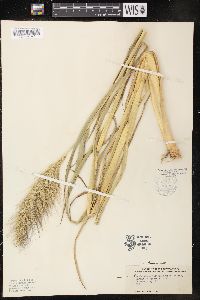 Echinochloa walteri image