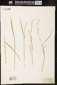 Glyceria acutiflora image