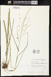 Glyceria canadensis image