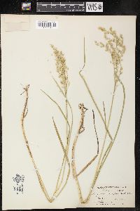 Glyceria canadensis image