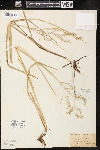 Glyceria canadensis image