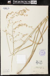 Glyceria canadensis image