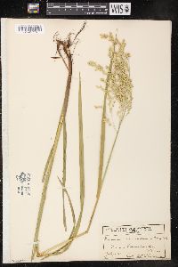 Glyceria canadensis image