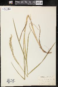 Glyceria canadensis image