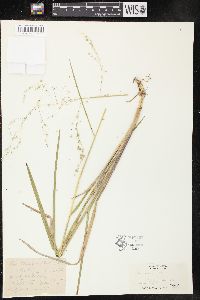 Glyceria canadensis image