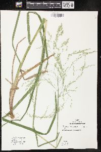 Glyceria canadensis image