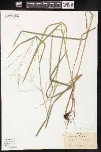 Glyceria canadensis image