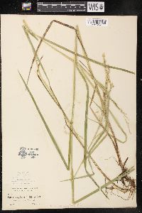 Glyceria canadensis image