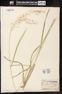 Glyceria canadensis image