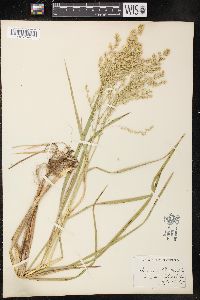 Glyceria canadensis image