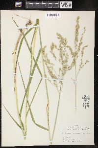 Glyceria canadensis image