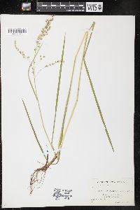 Glyceria canadensis image