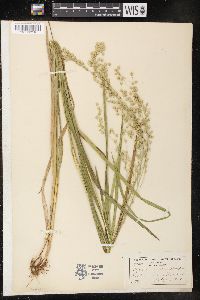 Glyceria canadensis image