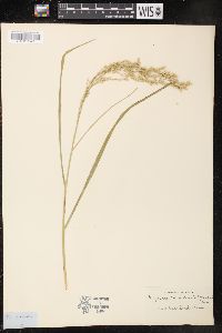 Glyceria canadensis image