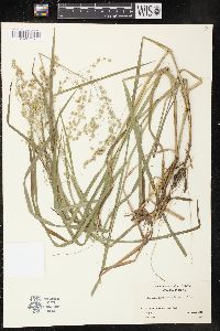 Glyceria canadensis image