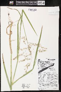 Glyceria canadensis image