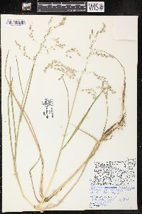 Glyceria canadensis image