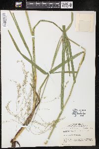 Glyceria canadensis image