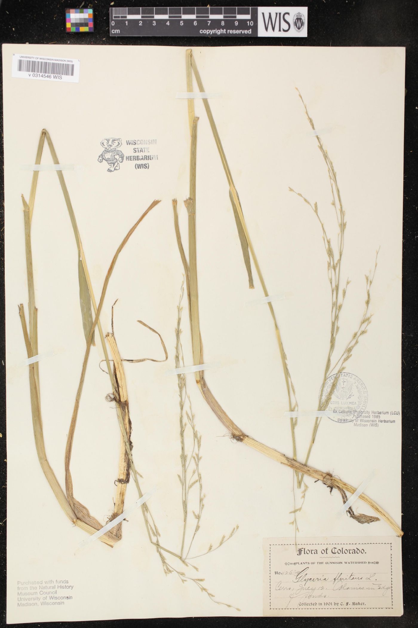 Glyceria fluitans image