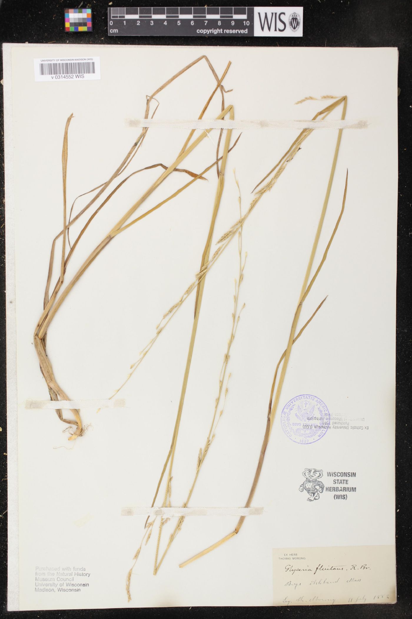 Glyceria fluitans image
