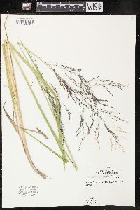 Glyceria grandis image