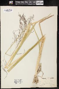 Glyceria grandis image