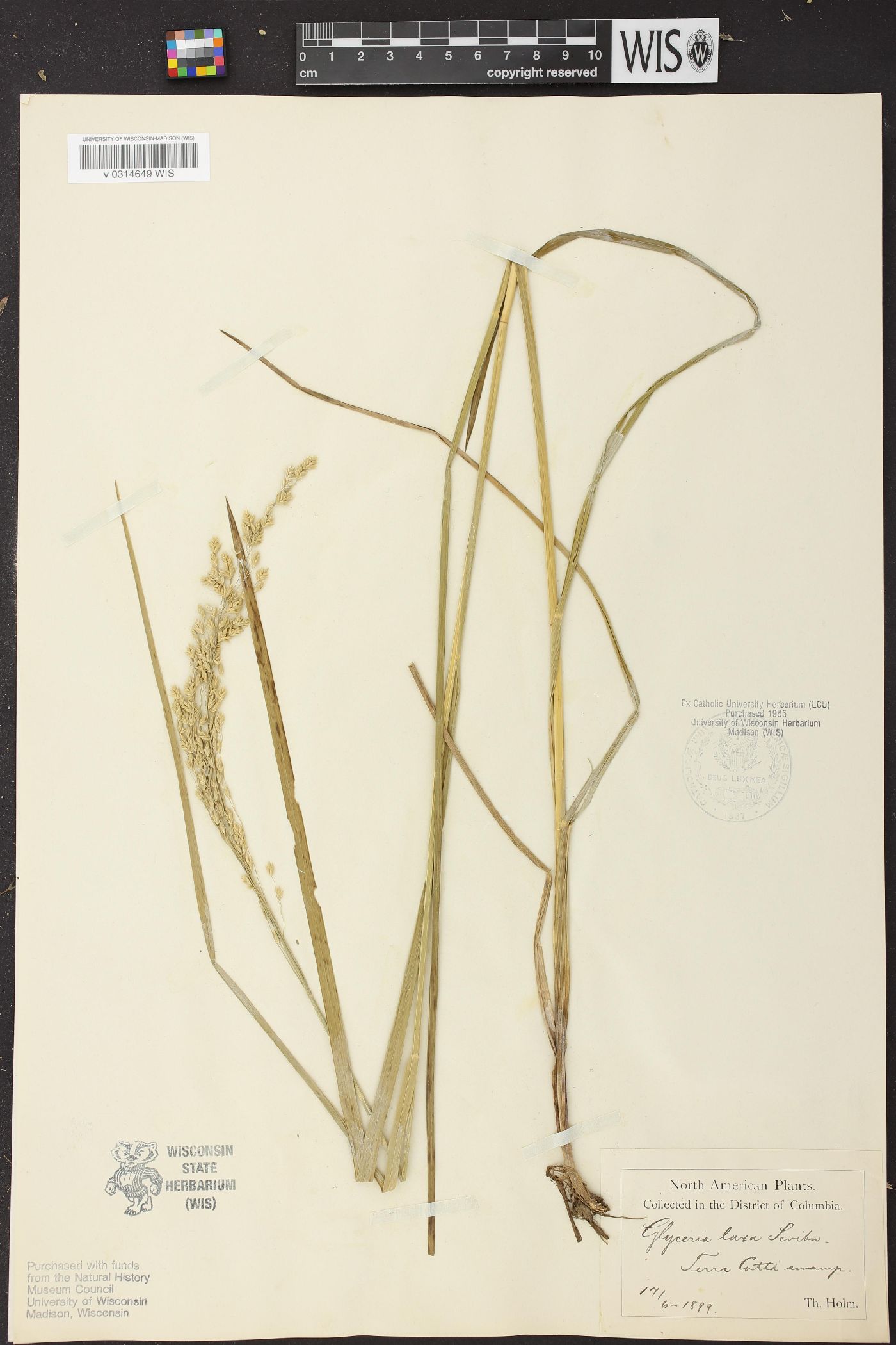 Glyceria laxa image