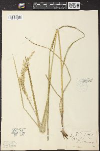 Glyceria laxa image